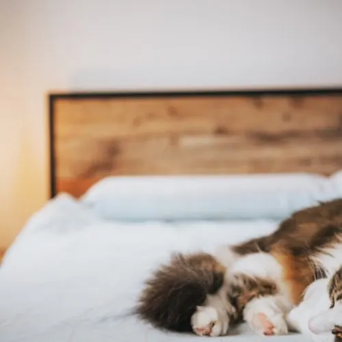 Sleep Disorders And Stress